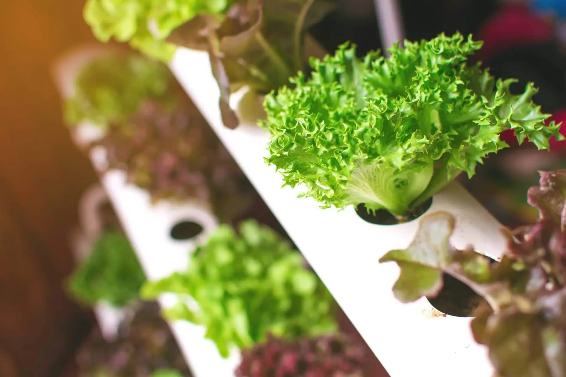 Urban farming